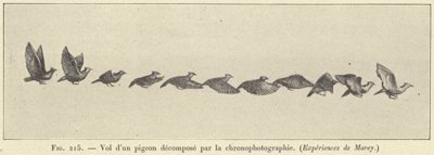 Flight of a Pigeon Decomposed by Chronophotography by French School