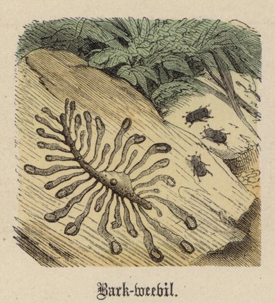 Bark-weevil by Friedrich Specht