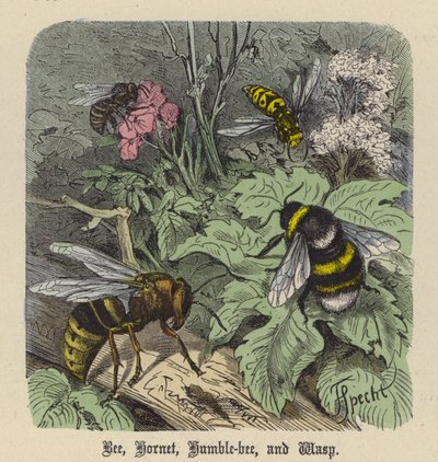 Bee, Hornet, Humble-bee, and Wasp by Friedrich Specht