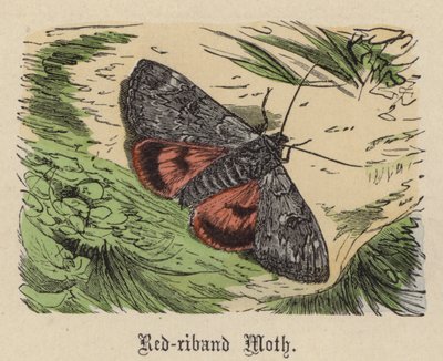 Red-riband Moth by Friedrich Specht
