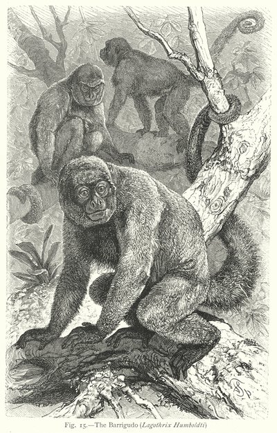 The Barrigudo (Lagothrix Humboldti) (engraving) by Friedrich Specht