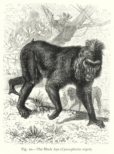 The Black Ape (Cynocephalus Niger) by Friedrich Specht