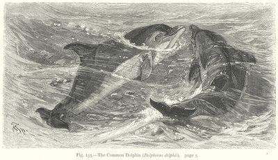 The Common Dolphin (Delphinus Delphis) (engraving) by Friedrich Specht