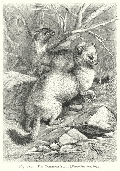 The Common Stoat (Putorius Erminea) by Friedrich Specht
