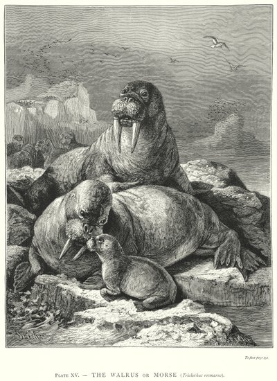 The Walrus or Morse (Trichechus Rosmarus) by Friedrich Specht