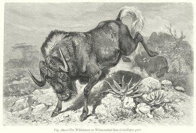 The Wildebeest or White-Tailed Gnu (Catoblepas Gnu) by Friedrich Specht