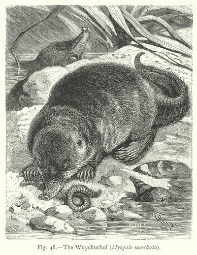 The Wuychuchol (Myogale Moschata) by Friedrich Specht