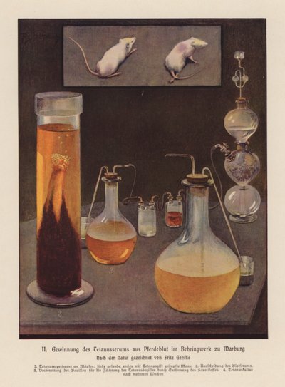 Obtaining Tetanus Serum from Horse Blood, Marburg, Germany by Fritz Gehrke