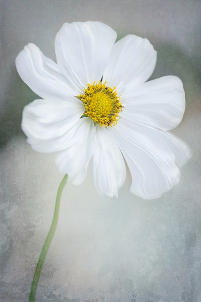 Delicate White Cosmos by GaoSL