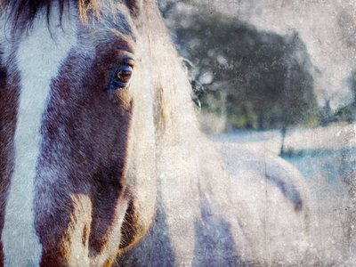 Gentle Horse Gaze by Gemma Bardot