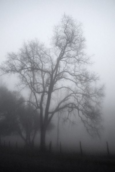 Mysterious Foggy Tree by Gemma Bardot