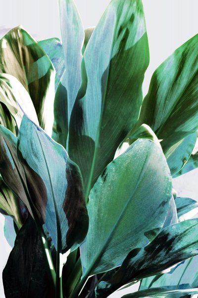 Tropical Green Leaves by Gemma Bardot