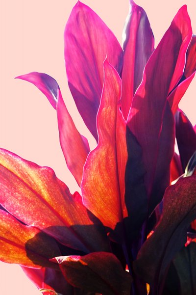 Vibrant Pink Foliage by Gemma Bardot