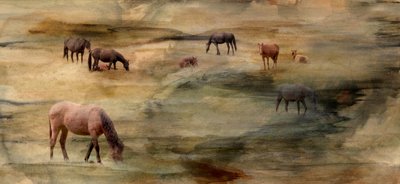 Wild Horses Grazing by Gemma Bardot