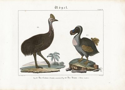 Cassowary and Dodo by Georg Bretzing
