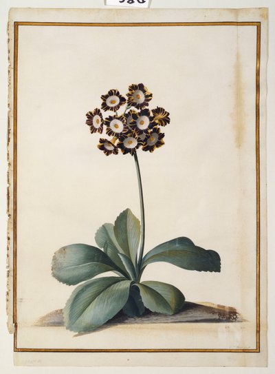 A Purple Variegated Auricula by Georg Dionysius Ehret