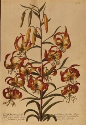 American Turkscap Lily from 