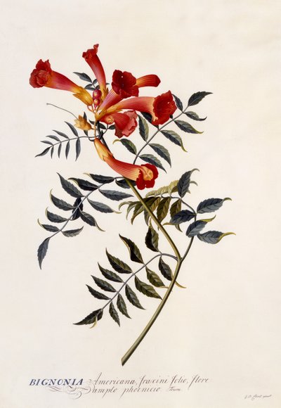 Bignonia Americana by Georg Dionysius Ehret