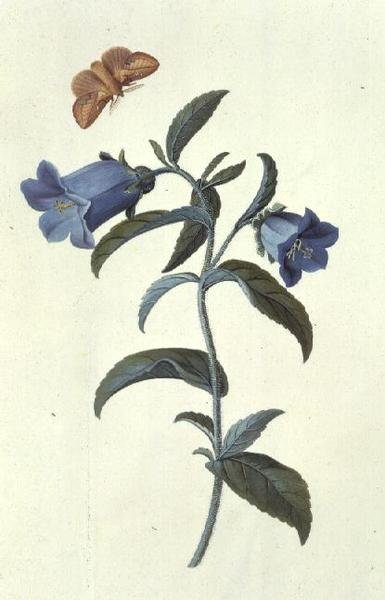 Canterbury Bell by Georg Dionysius Ehret