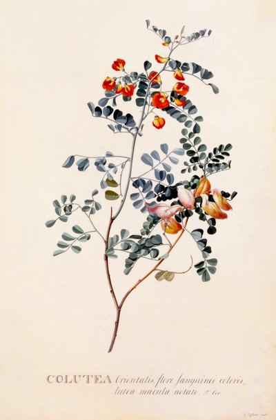 Colutea, hand coloured engraving by "Georg Dionysius Ehret