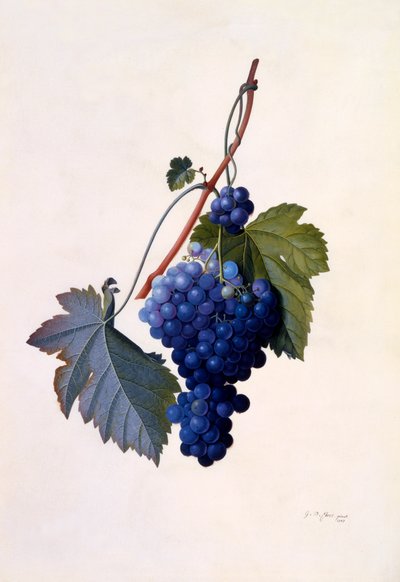 Grapes by "Georg Dionysius Ehret