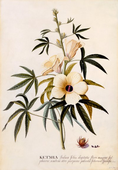 Ketmia by "Georg Dionysius Ehret