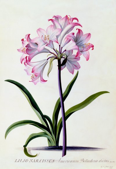 Lilio Narcissus by "Georg Dionysius Ehret