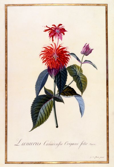 Oswego Tea Plant by "Georg Dionysius Ehret
