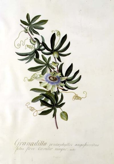 Passion Flower by Georg Dionysius Ehret