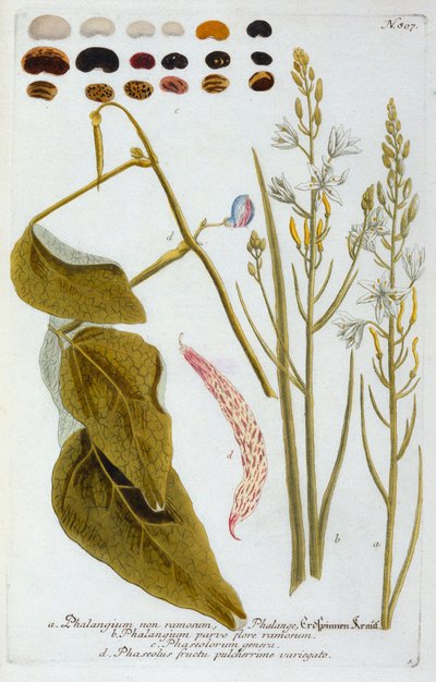 Phalangium by "Georg Dionysius Ehret