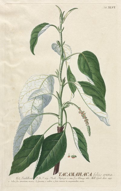 Plantae Selectae: No. 46 - Tacamahaca by Georg Dionysius Ehret