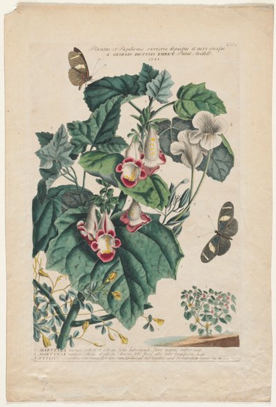 Plantae et Papiliones rariores: Martynia by Georg Dionysius Ehret