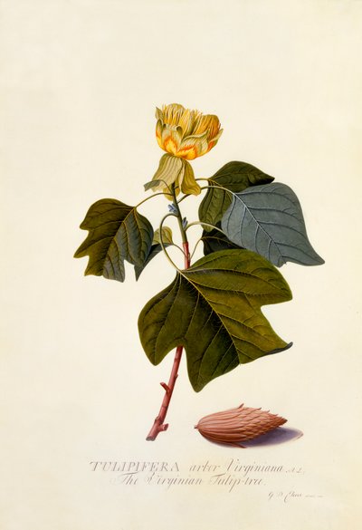 The Virginian Tulip Tree, c. 1743 (hand coloured engraving) by "Georg Dionysius Ehret