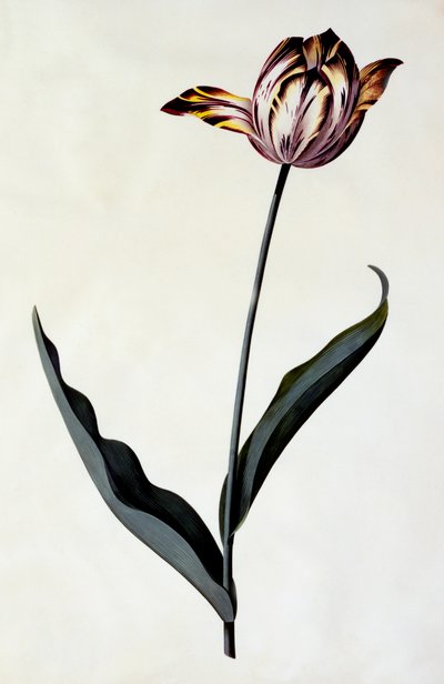 Tulip, c. 1745 by "Georg Dionysius Ehret