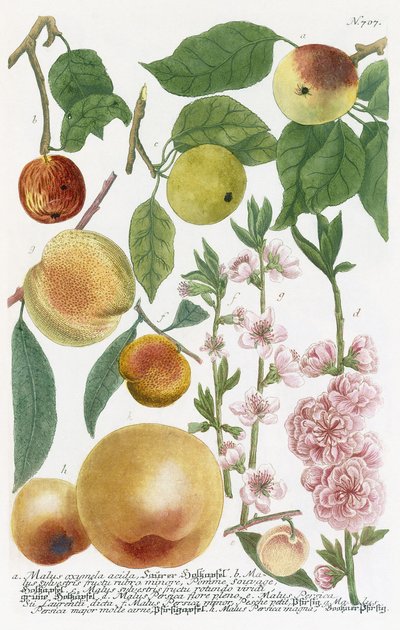 Various Apples by Georg Dionysius Ehret