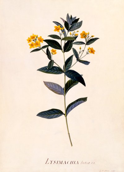 Yellow Loosestrife by "Georg Dionysius Ehret