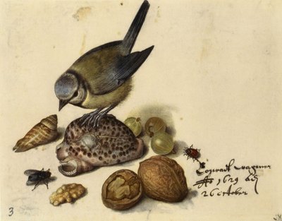 Still Life with Blue Tit, Shells, Fruits and Insects by Georg Flegel