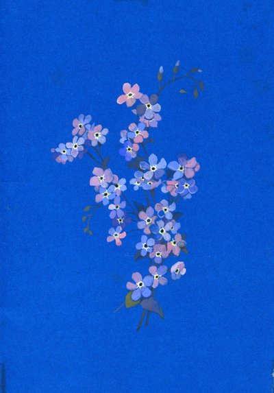 Forget-me-not, 1960s by George Adamson