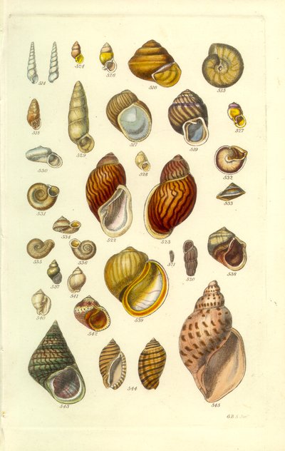 Conchological Manual Plate 25. Colorful land shells by George B. Sowerby