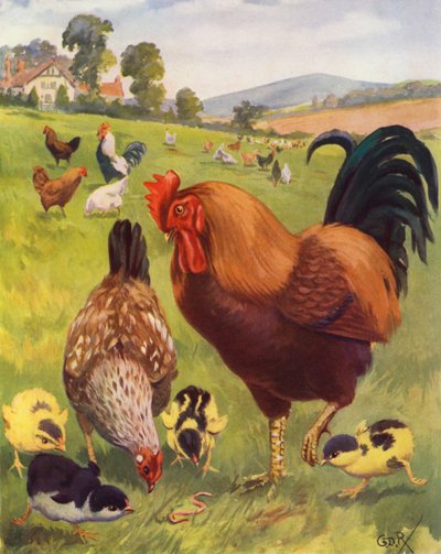 Robert, the Cock, is Very Proud by George Derville (after) Rowlandson