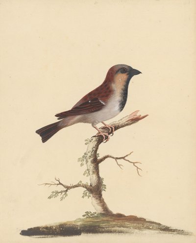 [Cock Sparrow] by George Edwards
