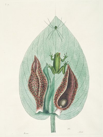 Greater and Lesser Hummingbirds from Surinam by George Edwards