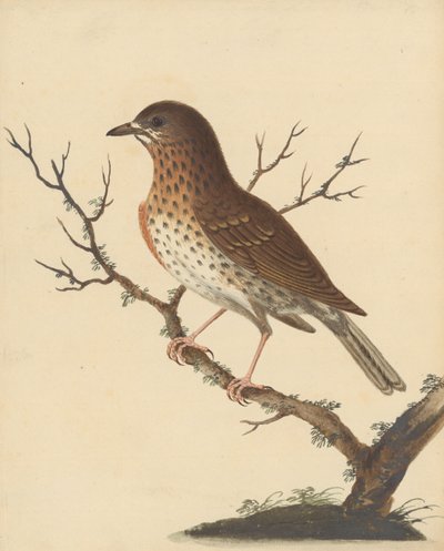 [Song Thrush] by George Edwards
