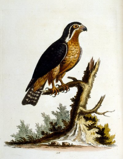 Watercolour illustration from a book of rare birds by G Edwards 1750 by George Edwards