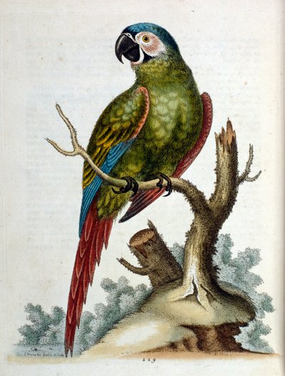 Watercolour illustration from a book of rare birds by G Edwards 1750 by George Edwards