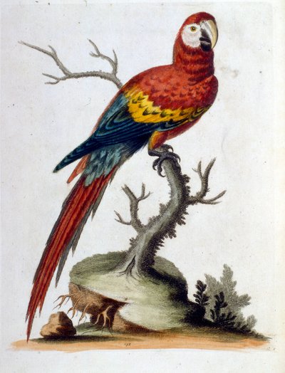 Watercolour illustration from a book of rare birds by G Edwards 1750 by George Edwards