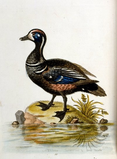 Watercolour illustration from a book of rare birds by G Edwards 1750 by George Edwards