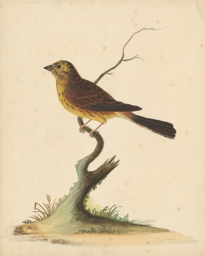 Yellowhammer by George Edwards