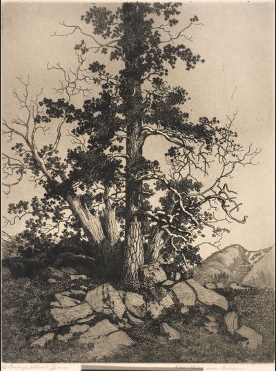 Old Pine and Cedar by George Elbert Burr