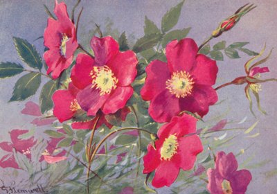 Rosa Alpina, the Thornless Alpine Eglantine by George Jackson Flemwell